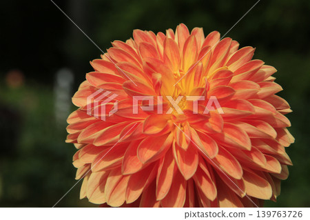 Dahlia 139763726