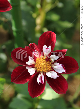 Dahlia Dahlia 139763729