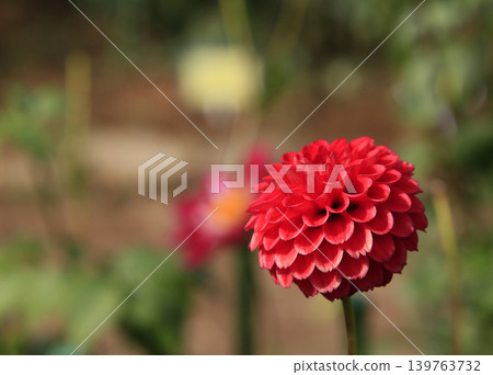 Dahlia Dahlia 139763732