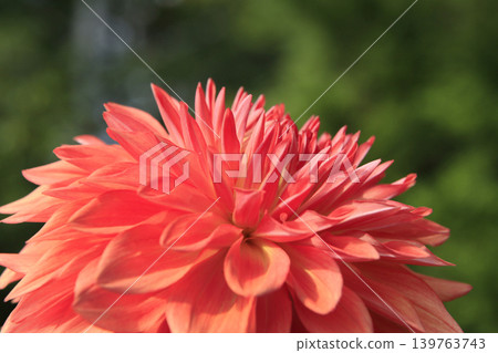 Dahlia Dahlia 139763743