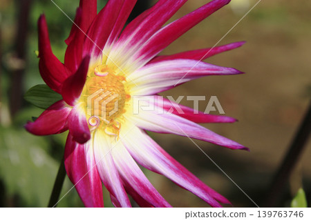 Dahlia Dahlia 139763746