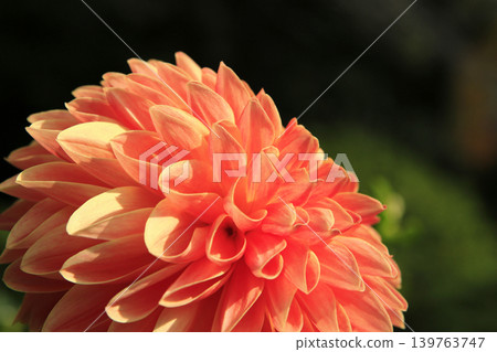 Dahlia Dahlia 139763747