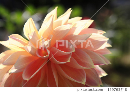Dahlia Dahlia 139763748