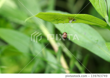 一個棕色的繭,屬於天竺葵亞科(Apogoninae),用絲線懸掛在葉子的背面,旁邊還有寄生蛾幼蟲的蛻皮(日本昆蟲生態微距攝影)。 一個棕色的繭,屬於天竺葵亞科(Apogoninae),用絲線懸掛在葉子的背面,旁邊還有寄生蛾幼蟲的蛻皮(日本昆蟲生態微距攝影)。 139763749