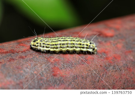A caterpillar of the Minousuba moth with a bright yellow-green body and black stripes against a reddish-brown background (outdoor field insect ecology macro photography). A caterpillar of the Minousuba moth with a bright yellow-green body and black stripes against a reddish-brown background (outdoor field insect ecology macro photography). 139763750