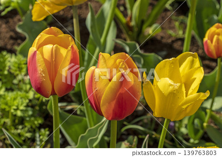 Tulip Tulip 139763803