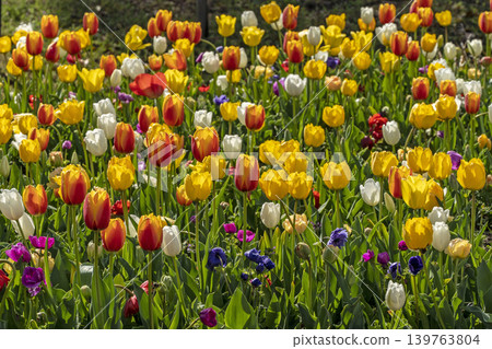 Tulip Tulip 139763804