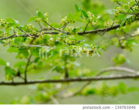 Flowers of Euonymus alatus (Celastraceae family) Flowers of Euonymus alatus (Celastraceae family) 139763846