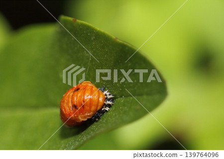A ladybug pupa (likely a common ladybug) resting on a plant leaf. A ladybug pupa (likely a common ladybug) resting on a plant leaf. 139764096