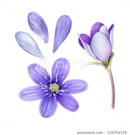 Set of purple anemone hepatica flower, petals and bud. Hand painted botanical watercolor illustration isolated on white background. Perfect for prints, packaging, stationery and floral design. Set of purple anemone hepatica flower, petals and bud. Hand painted botanical watercolor illustration isolated on white background. Perfect for prints, packaging, stationery and floral design. 139764176