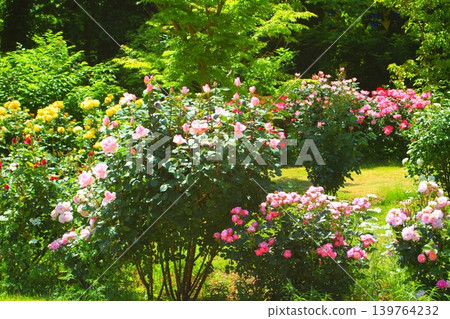 Keisei Rose Park, a place of colorful roses Keisei Rose Park, a place of colorful roses 139764232