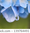 花瓣中殘留的藍色水滴 139764491