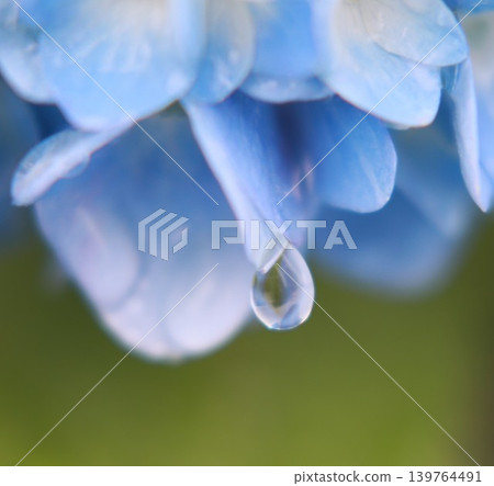 Blue droplets residing in the petals Blue droplets residing in the petals 139764491
