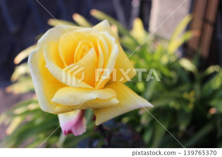 Moist rose Moist rose 139765370