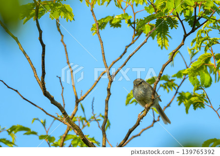 A cute little bird perched among the fresh green trees and against the blue sky. 139765392