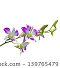 Unusual purple and white orchids against a transparent background. 139765479