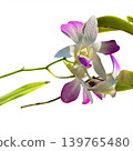 Unusual purple and white orchids against a transparent background. 139765480