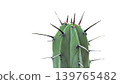 cactus, leaf, succulent 139765482