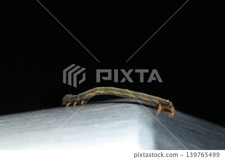 A moth larva of the Ennominae subfamily crawls on a stainless steel plate with a hairline finish against a black background (Macro photography of Japanese insect ecology). A moth larva of the Ennominae subfamily crawls on a stainless steel plate with a hairline finish against a black background (Macro photography of Japanese insect ecology). 139765499