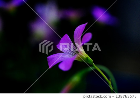 紫花酢漿草的花朵外型優美。 139765573