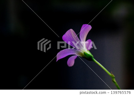 The purple wood sorrel flower is lovely in appearance. The purple wood sorrel flower is lovely in appearance. 139765576