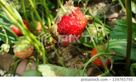 草莓遭受地老虎啃食造成的損害。 草莓遭受地老虎啃食造成的損害。 139765793