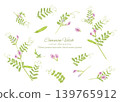 一幅水彩風格的野豌豆（Vicia cracca (Vicia hirsuta)）向量插圖。 139765912