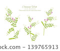 一幅水彩風格的野豌豆（Vicia cracca (Vicia hirsuta)）向量插圖。 139765913
