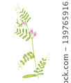 一幅水彩畫，描繪的是野豌豆（Vicia cracca）。 139765916