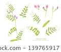 一幅水彩畫，描繪的是野豌豆（Vicia cracca）。 139765917