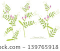一幅水彩畫，描繪的是野豌豆（Vicia cracca）。 139765918