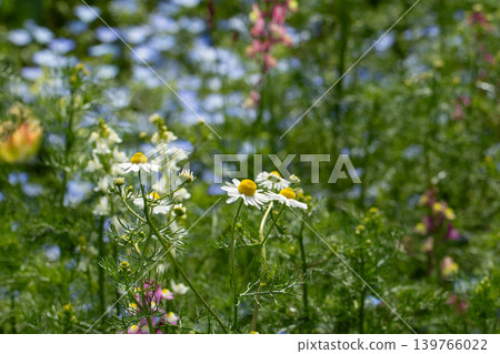 春日花田中盛開的洋甘菊 春日花田中盛開的洋甘菊 139766022