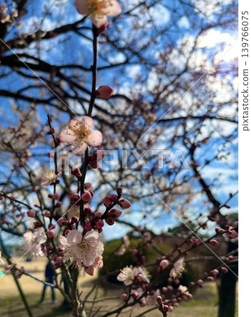 沐浴在陽光下的梅花 沐浴在陽光下的梅花 139766075