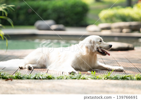 A golden retriever relaxing on a wooden deck / A relaxed life with a dog A golden retriever relaxing on a wooden deck / A relaxed life with a dog 139766691