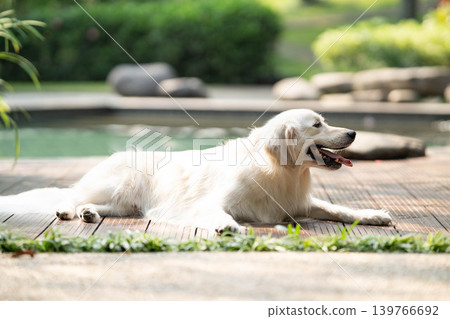 A golden retriever relaxing on a wooden deck / A relaxed life with a dog A golden retriever relaxing on a wooden deck / A relaxed life with a dog 139766692