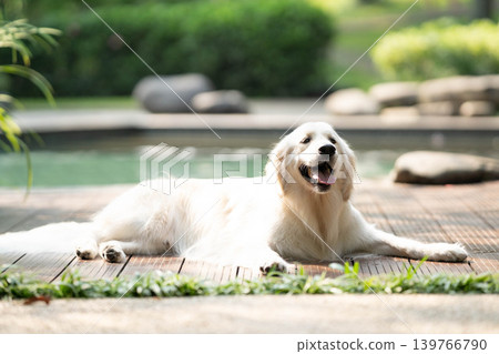 A golden retriever relaxing on a wooden deck / A relaxed life with a dog 139766790