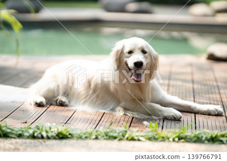 A golden retriever relaxing on a wooden deck / A relaxed life with a dog A golden retriever relaxing on a wooden deck / A relaxed life with a dog 139766791