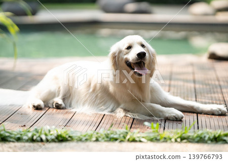 A golden retriever relaxing on a wooden deck / A relaxed life with a dog A golden retriever relaxing on a wooden deck / A relaxed life with a dog 139766793
