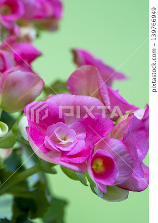 Begonia Begonia 139766949