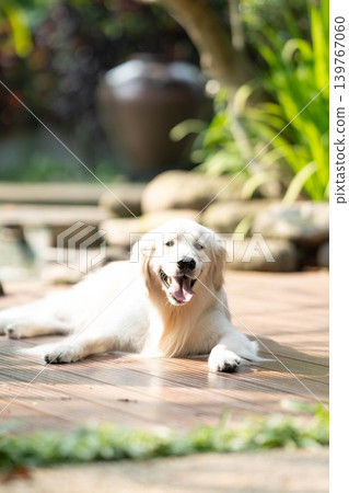 A golden retriever relaxing on a wooden deck / A relaxed life with a dog A golden retriever relaxing on a wooden deck / A relaxed life with a dog 139767060