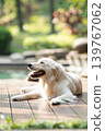 一隻金毛犬在木質甲板上悠閒地休息 / 與狗相伴的輕鬆生活 139767062