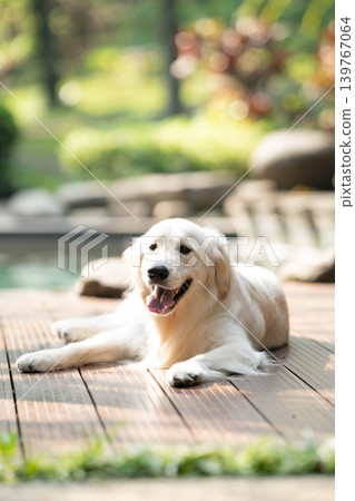 A golden retriever relaxing on a wooden deck / A relaxed life with a dog A golden retriever relaxing on a wooden deck / A relaxed life with a dog 139767064