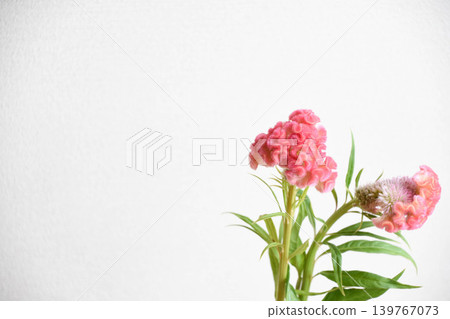 粉紅色雞冠花 粉紅色雞冠花 139767073