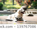 一隻金毛犬在木質甲板上悠閒地休息 / 與狗相伴的輕鬆生活 139767086
