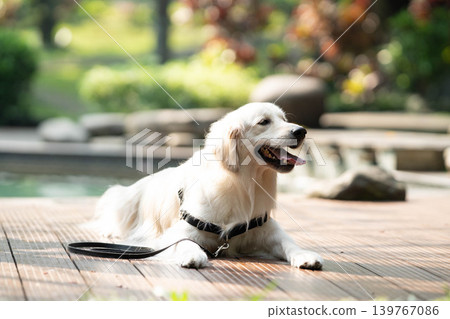 A golden retriever relaxing on a wooden deck / A relaxed life with a dog A golden retriever relaxing on a wooden deck / A relaxed life with a dog 139767086