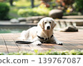 一隻金毛犬在木質甲板上悠閒地休息 / 與狗相伴的輕鬆生活 139767087
