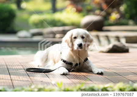 一隻金毛犬在木質甲板上悠閒地休息 / 與狗相伴的輕鬆生活 一隻金毛犬在木質甲板上悠閒地休息 / 與狗相伴的輕鬆生活 139767087