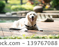 一隻金毛犬在木質甲板上悠閒地休息 / 與狗相伴的輕鬆生活 139767088