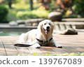一隻金毛犬在木質甲板上悠閒地休息 / 與狗相伴的輕鬆生活 139767089
