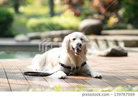 一隻金毛犬在木質甲板上悠閒地休息 / 與狗相伴的輕鬆生活 一隻金毛犬在木質甲板上悠閒地休息 / 與狗相伴的輕鬆生活 139767089